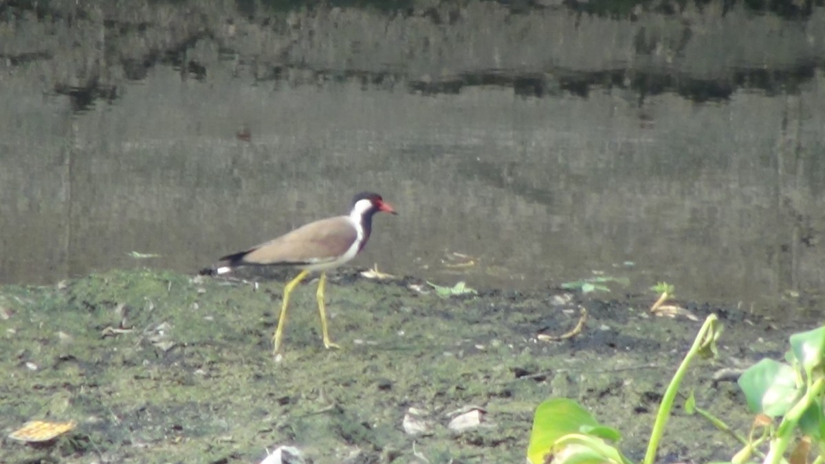 Red-wattled Lapwing - ML619610369