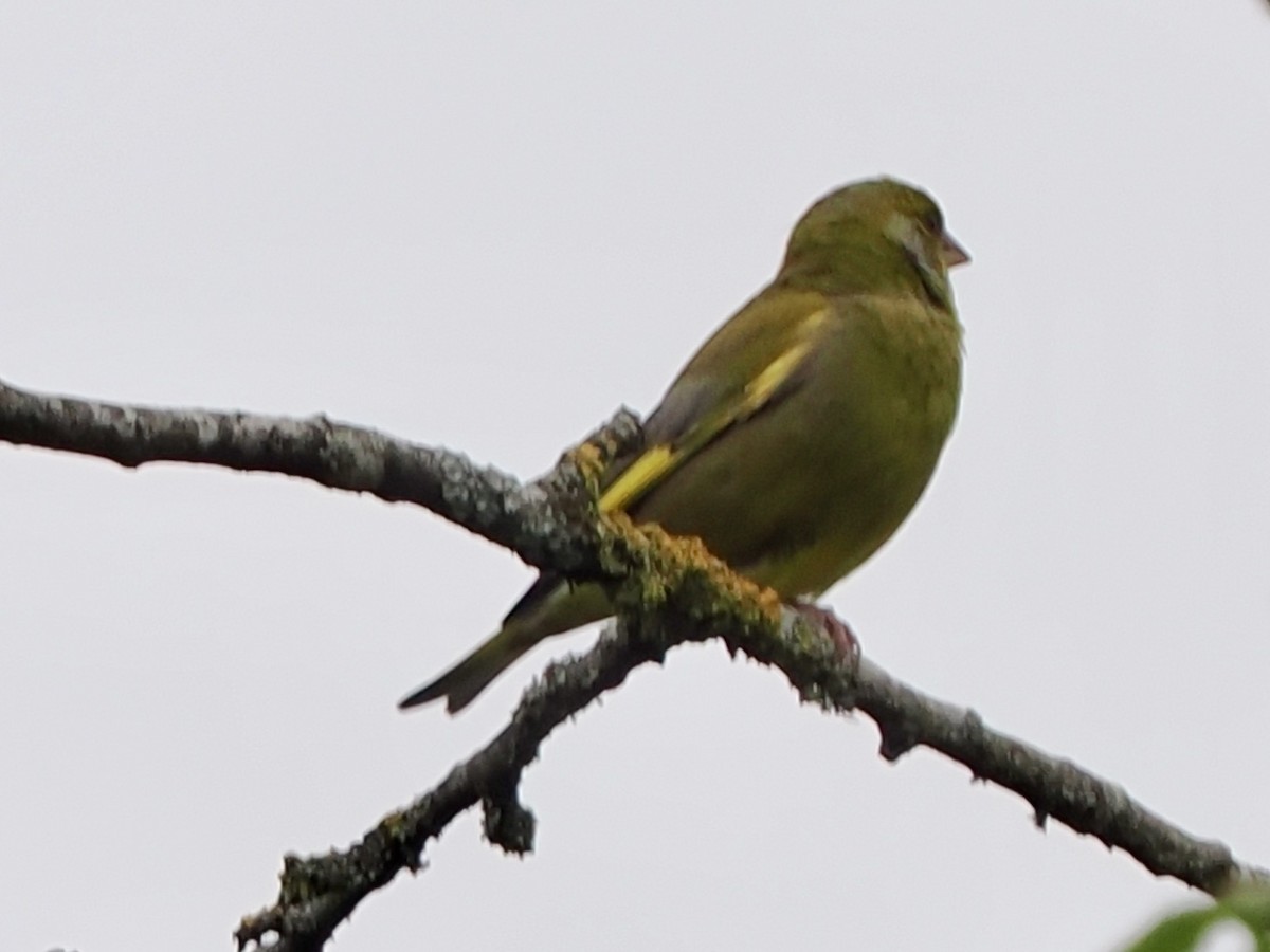 European Greenfinch - michael Beer