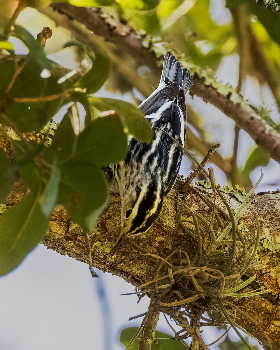 Black-and-white Warbler - Gary Leavens