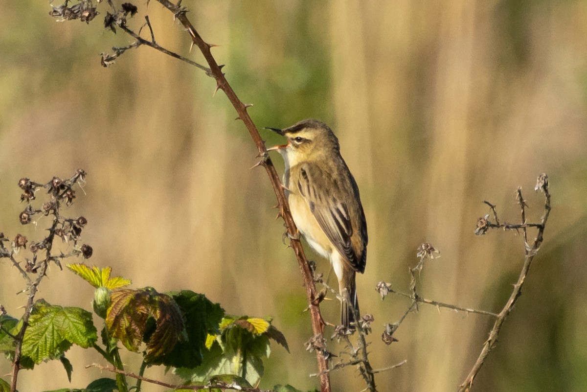 Sedge Warbler - Jon White