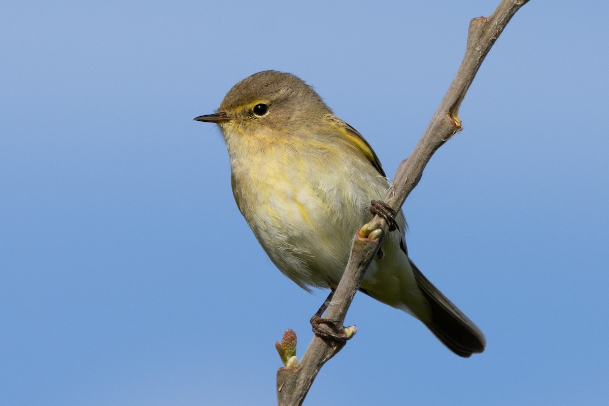 Common Chiffchaff - Jon White