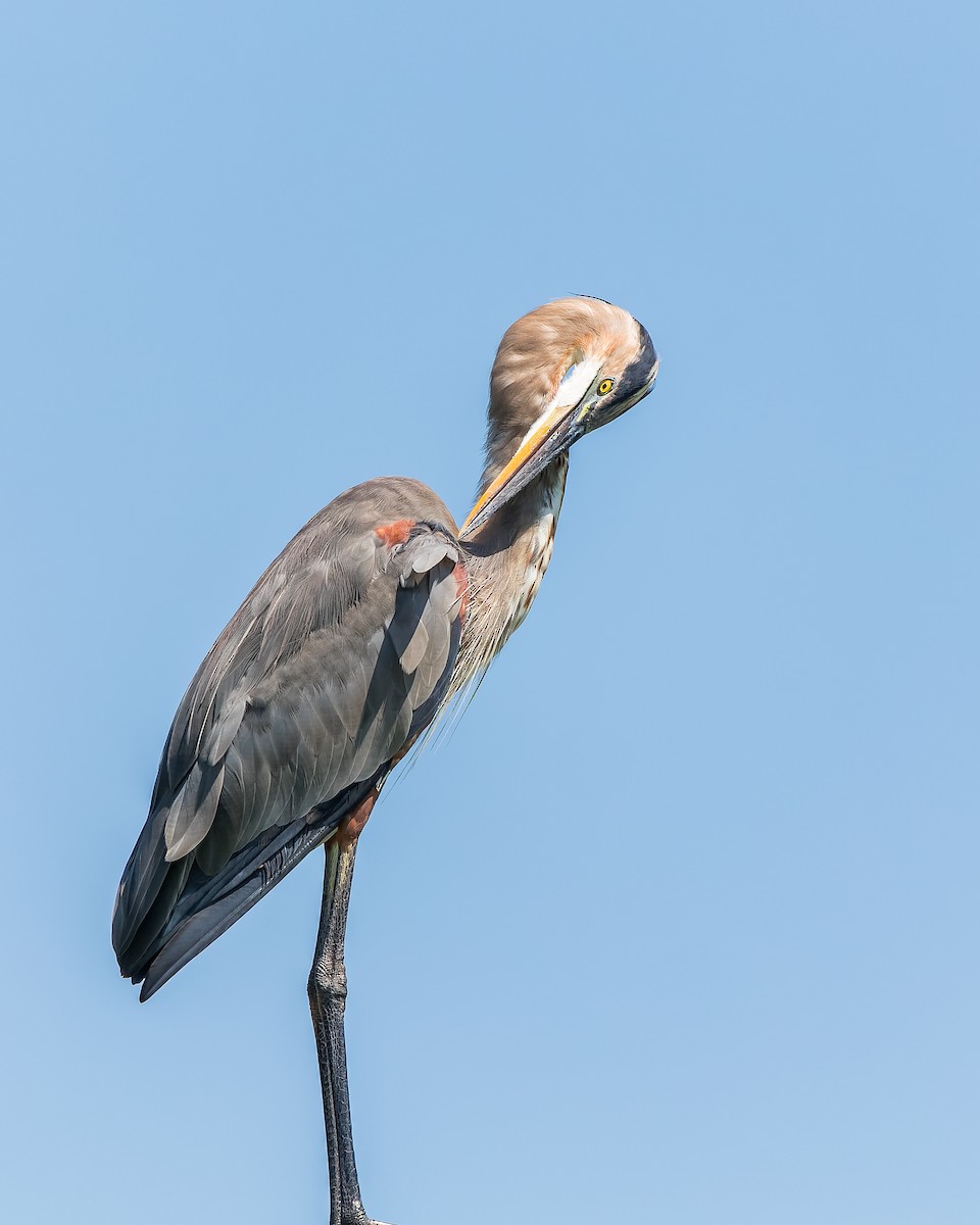 Great Blue Heron - Gary Leavens