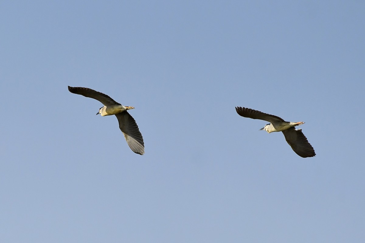 Black-crowned Night Heron - Igor Długosz