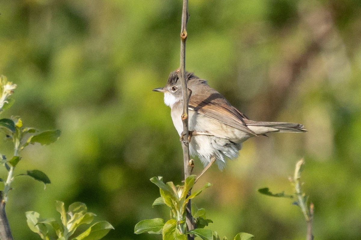 Greater Whitethroat - Jon White