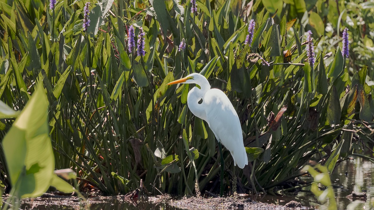 Great Egret - Gary Leavens