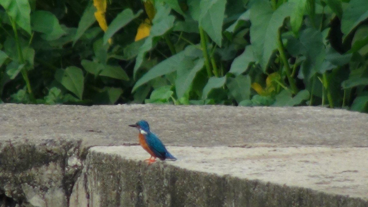 Common Kingfisher - Sudha Parimala