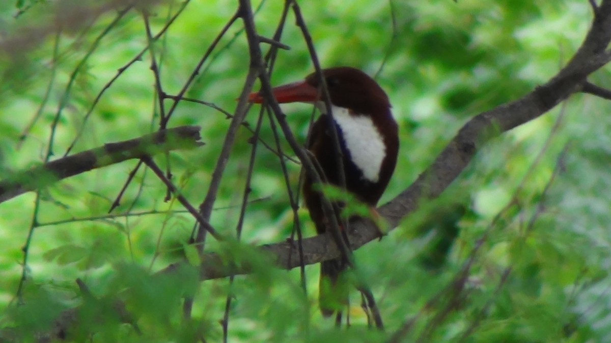 White-throated Kingfisher - Sudha Parimala