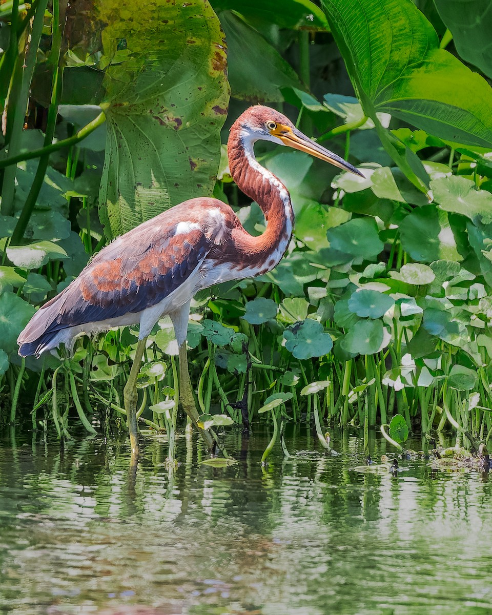 Tricolored Heron - Gary Leavens