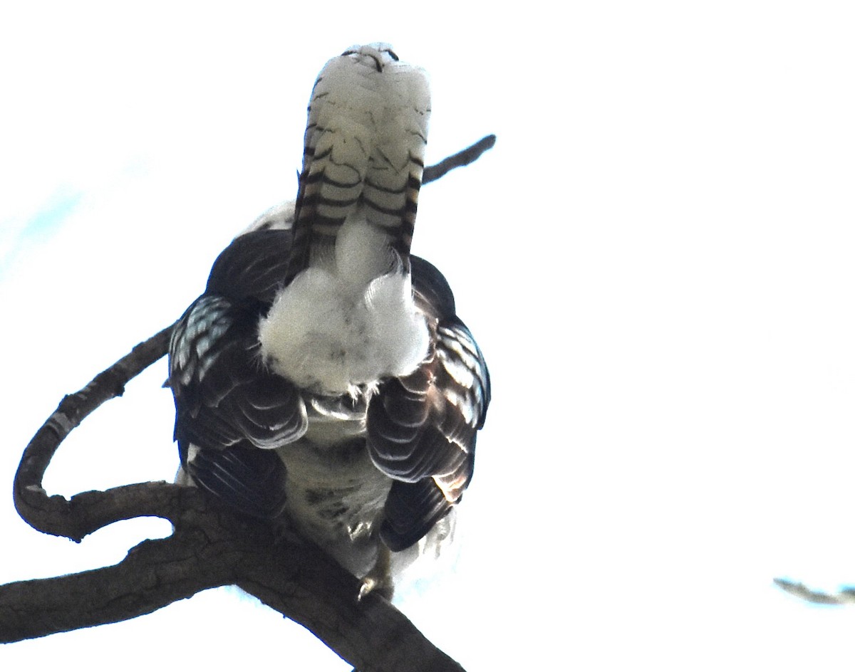 Laughing Kookaburra - Mark Tarnawski