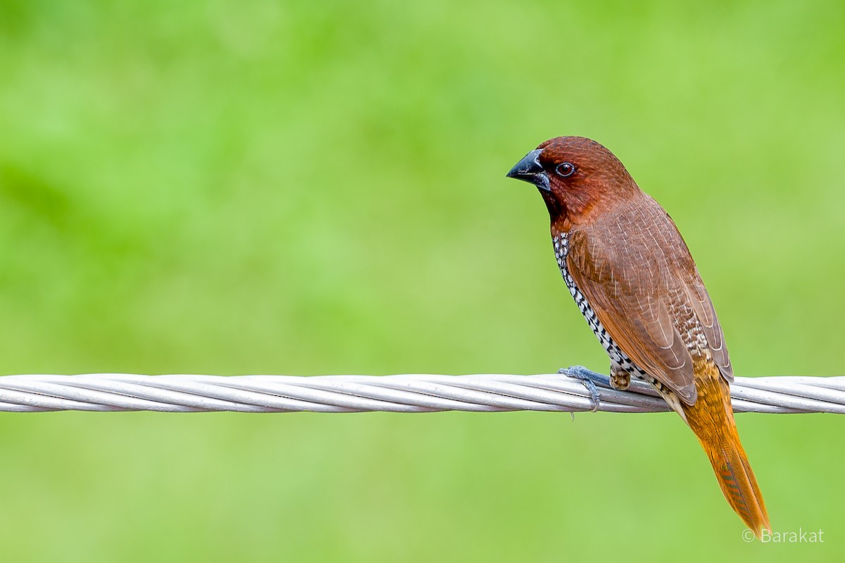 Scaly-breasted Munia - Munshi Abul Barakat