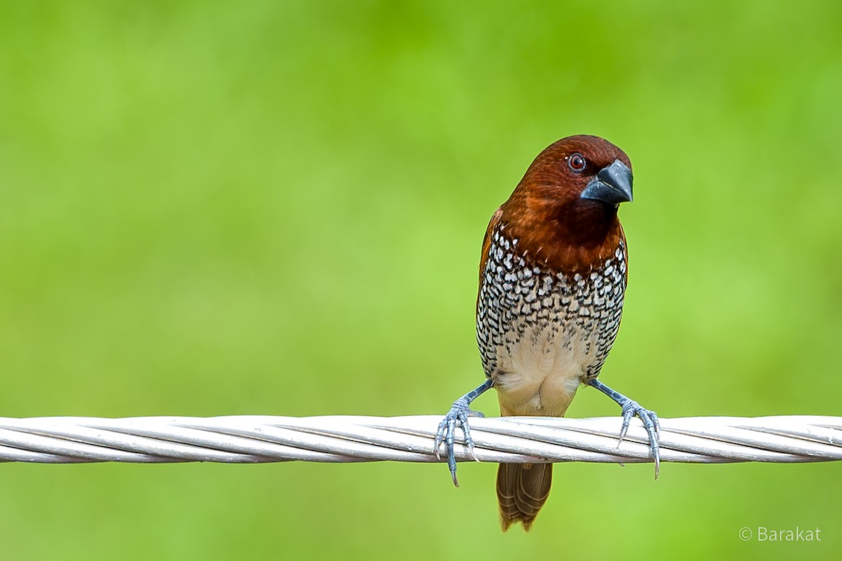 Scaly-breasted Munia - Munshi Abul Barakat