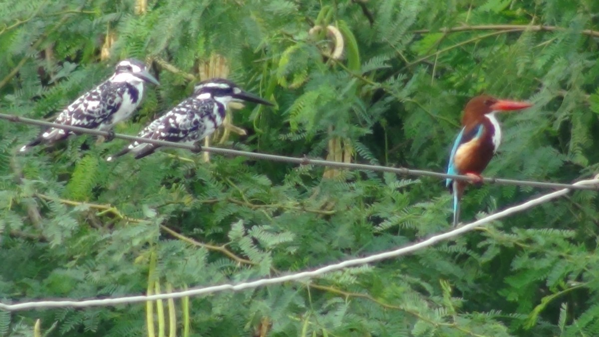 Pied Kingfisher - Sudha Parimala