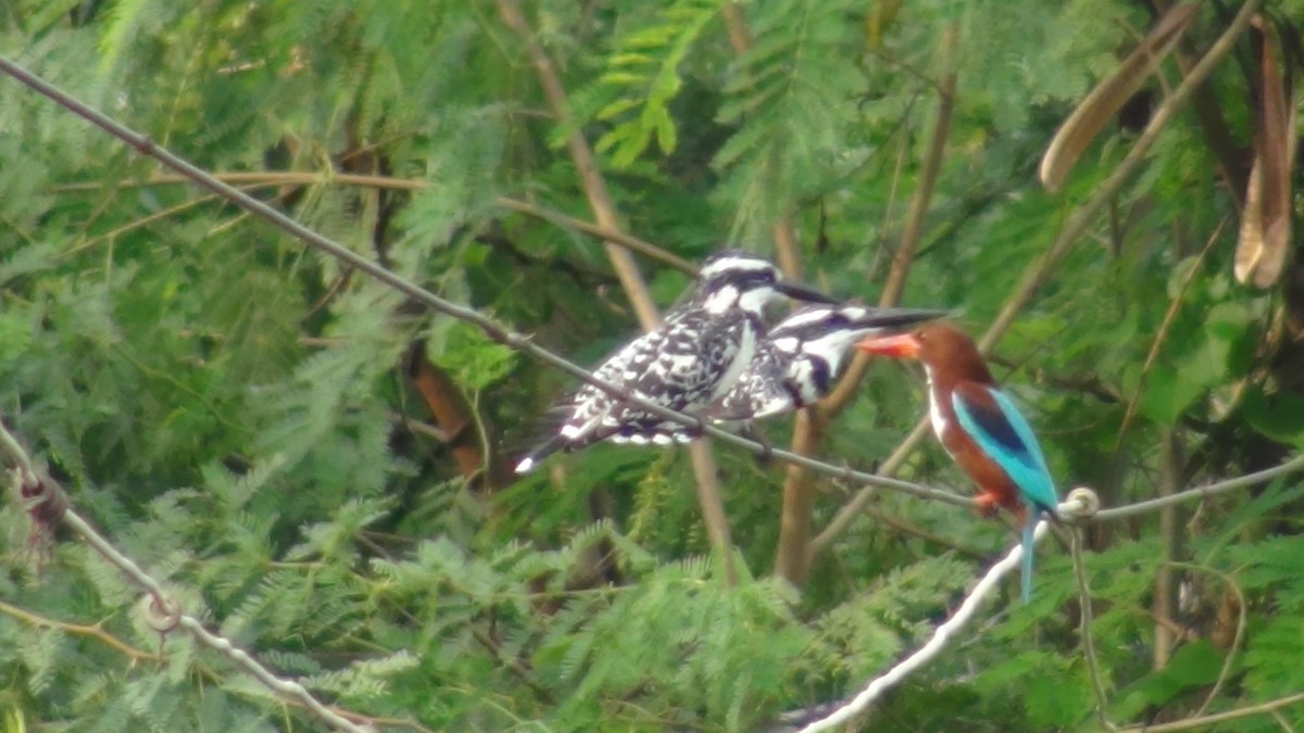 Pied Kingfisher - Sudha Parimala