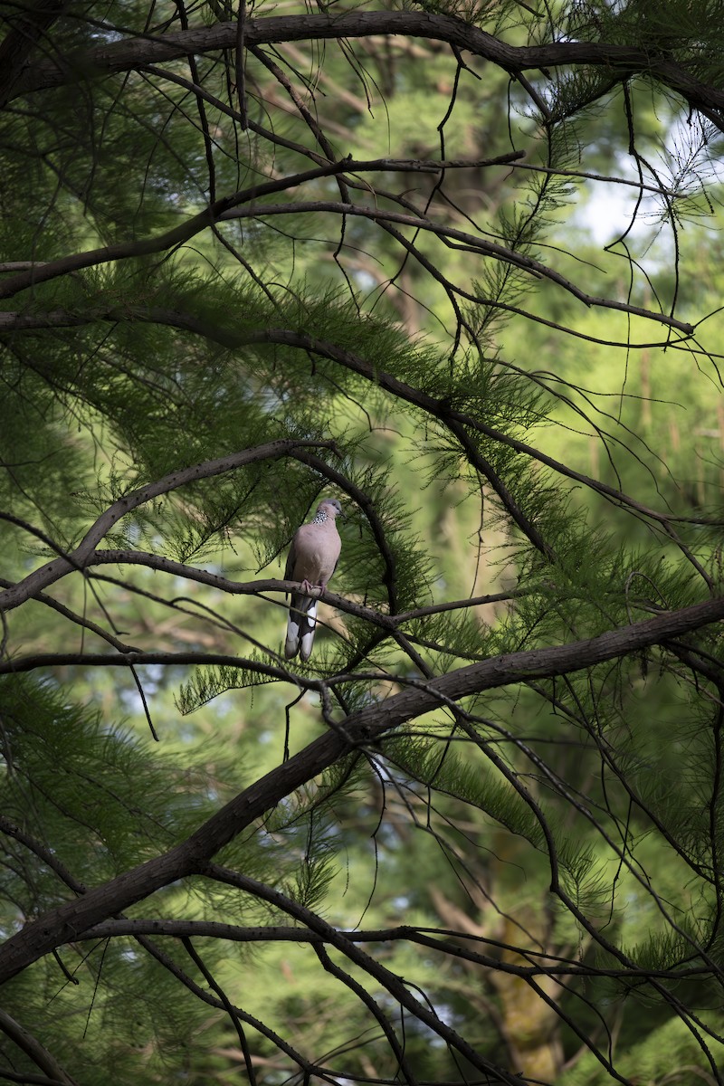 Spotted Dove - Ruilin He