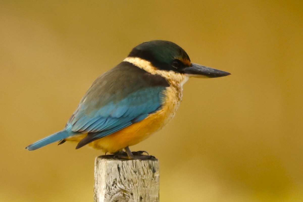 Sacred Kingfisher (New Zealand) - John Mills