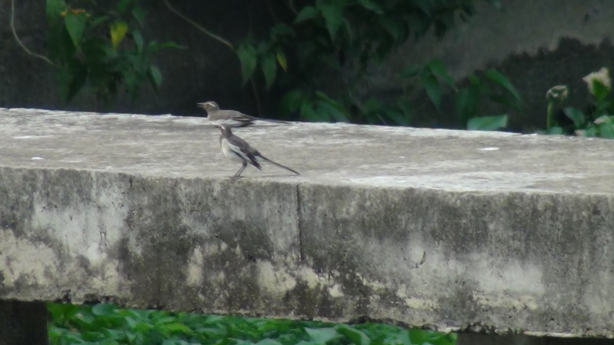 White-browed Wagtail - Sudha Parimala