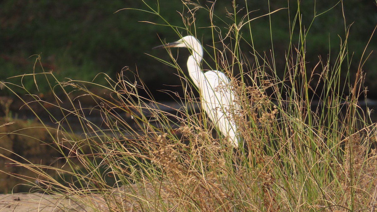 Little Egret - Sujay Biswas