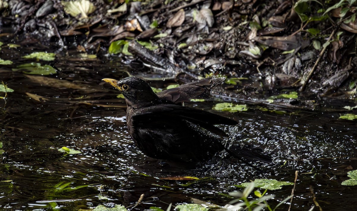 Chinese Blackbird - Ruilin He