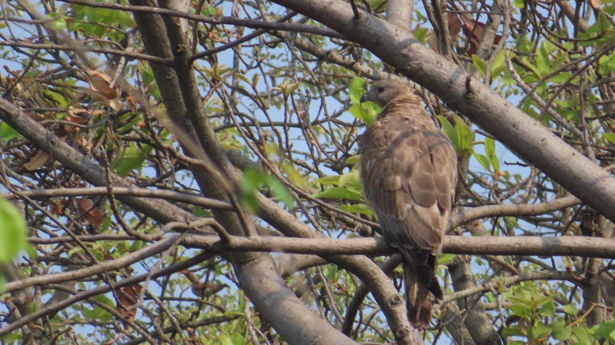 Oriental Honey-buzzard - Sujay Biswas