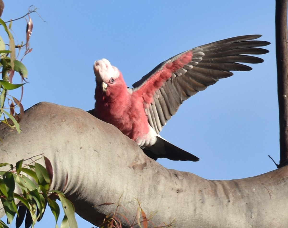 Galah - Mark Tarnawski