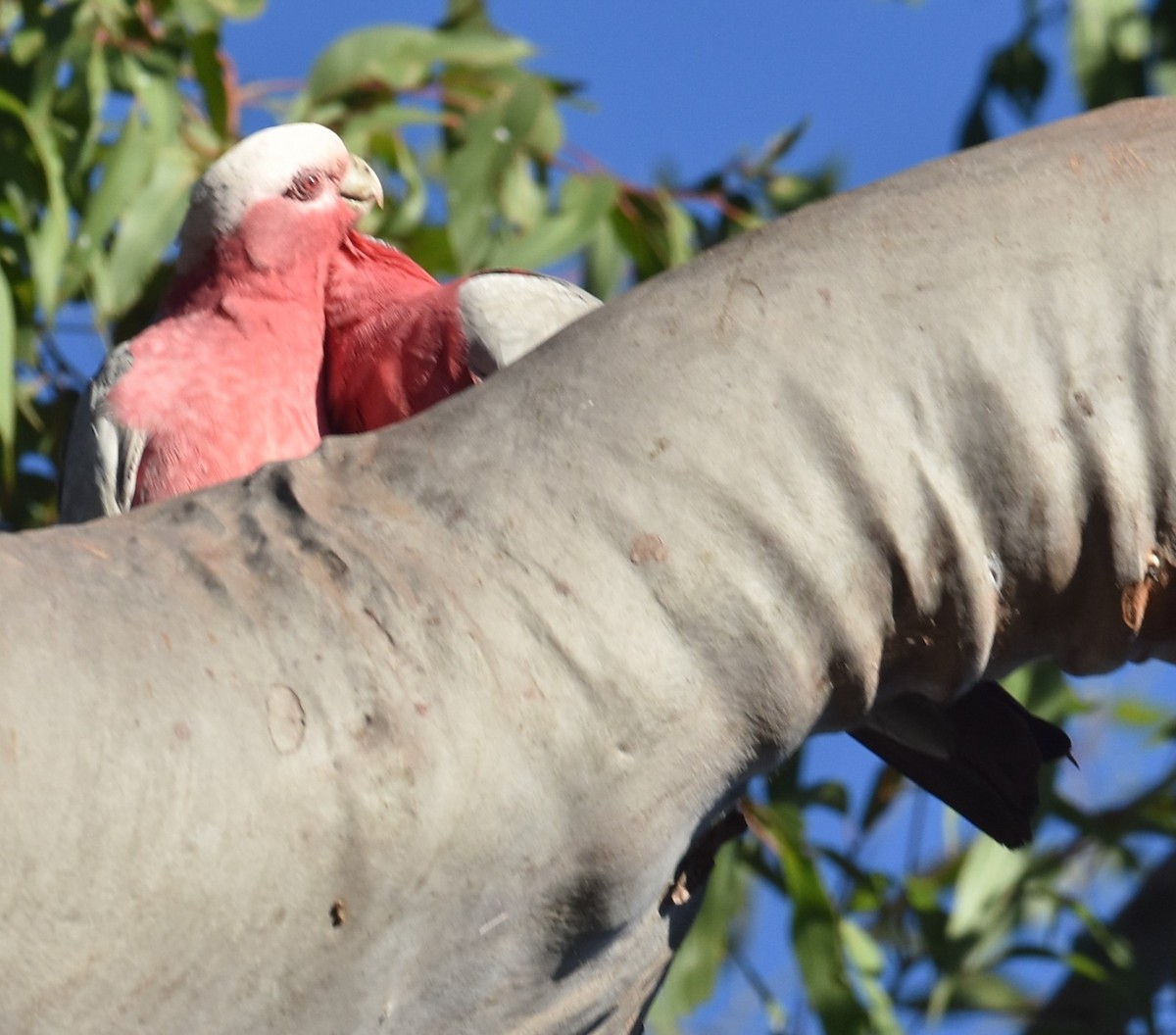 Galah - Mark Tarnawski