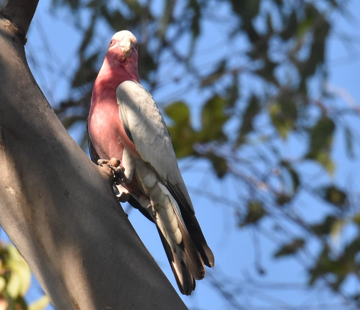 Galah - Mark Tarnawski