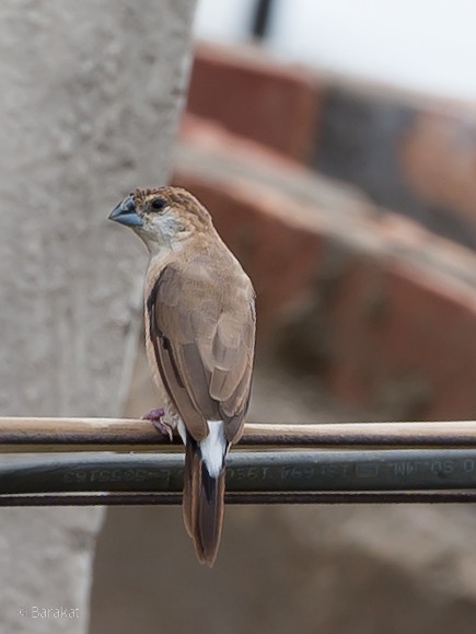 Indian Silverbill - Munshi Abul Barakat