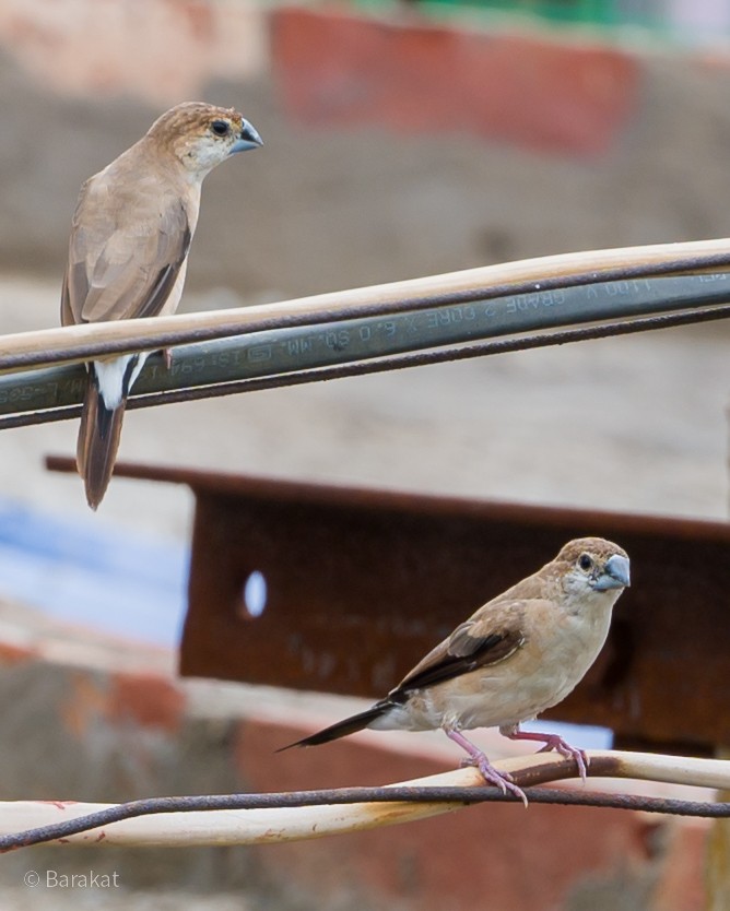 Indian Silverbill - Munshi Abul Barakat