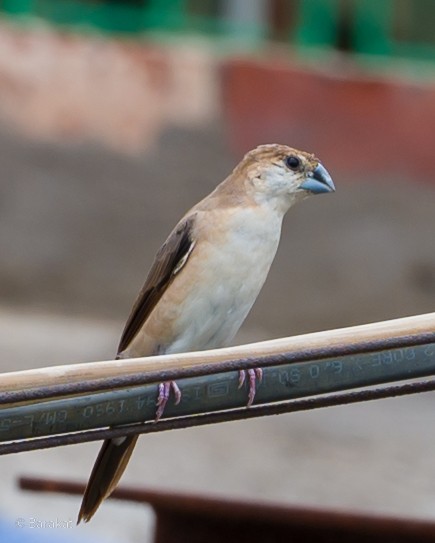 Indian Silverbill - Munshi Abul Barakat