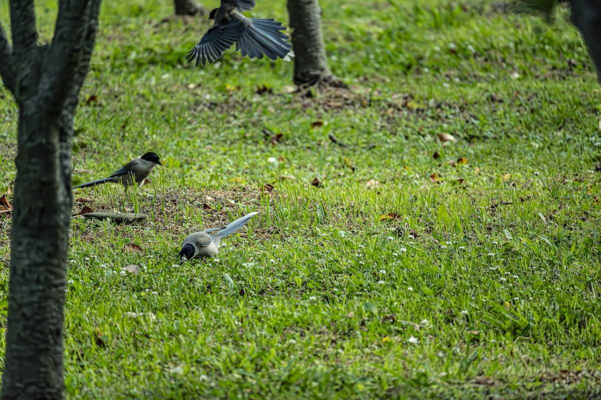 Azure-winged Magpie - Ruilin He