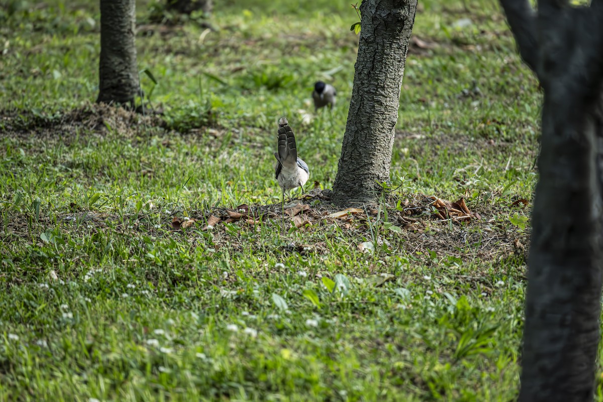 Azure-winged Magpie - Ruilin He