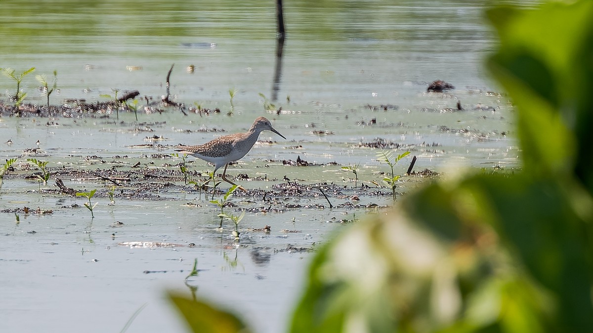 Lesser Yellowlegs - Gary Leavens