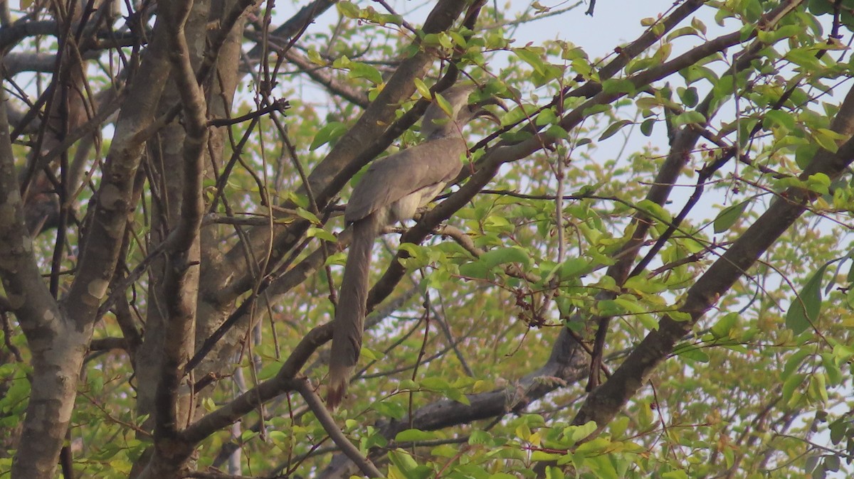 Indian Gray Hornbill - Sujay Biswas