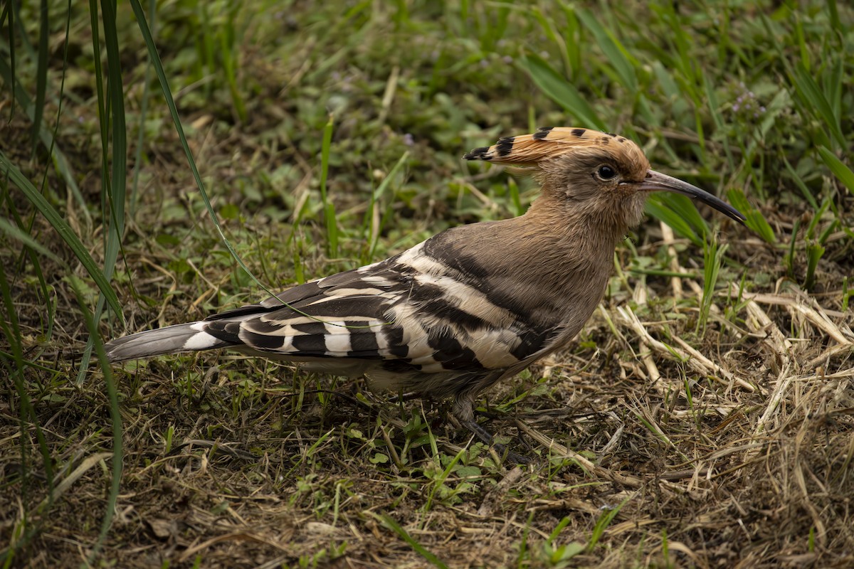 Eurasian Hoopoe - Ruilin He