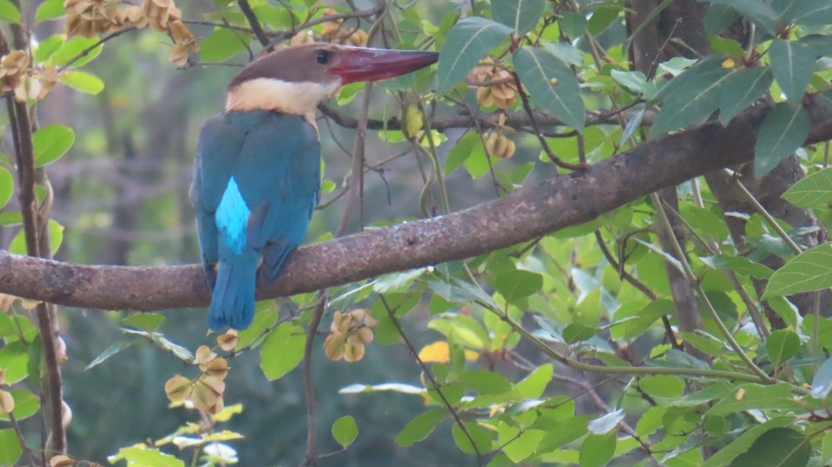 Stork-billed Kingfisher - Sujay Biswas