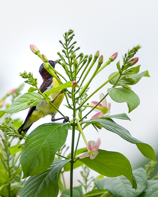 Purple-rumped Sunbird - Munshi Abul Barakat