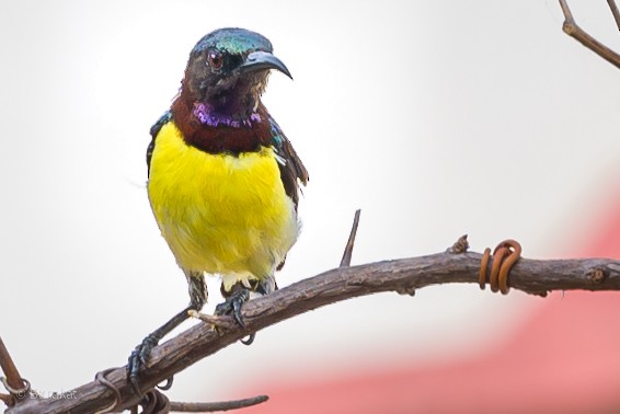 Purple-rumped Sunbird - Munshi Abul Barakat