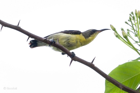 Purple-rumped Sunbird - Munshi Abul Barakat