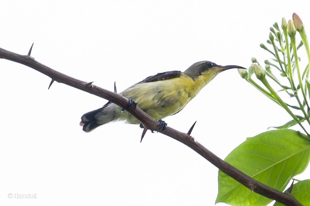 Purple-rumped Sunbird - Munshi Abul Barakat