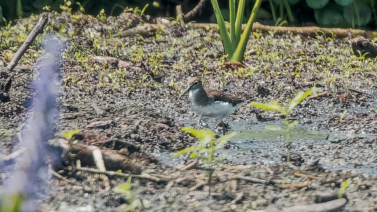 Solitary Sandpiper - Gary Leavens