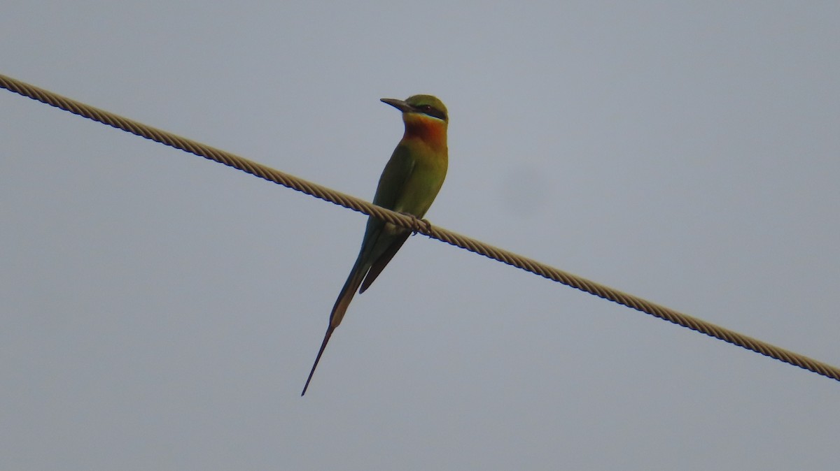 Asian Green Bee-eater - Sujay Biswas