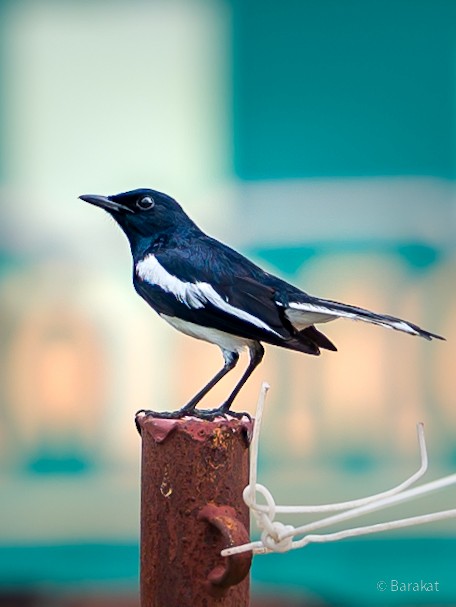 Oriental Magpie-Robin - Munshi Abul Barakat