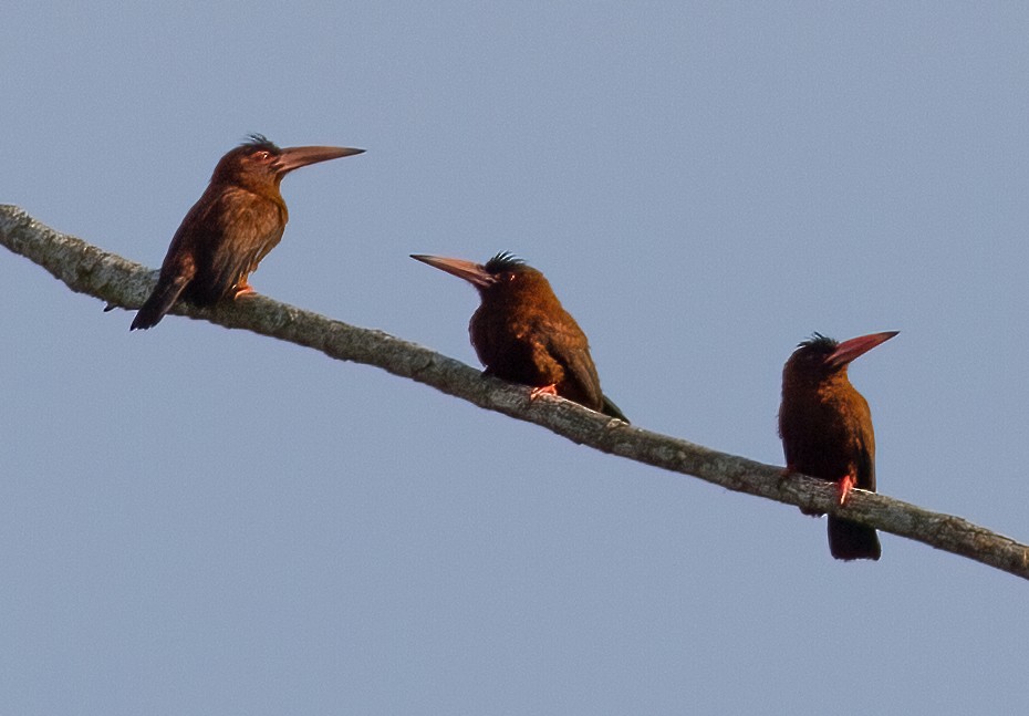 Purus Jacamar - José Martín