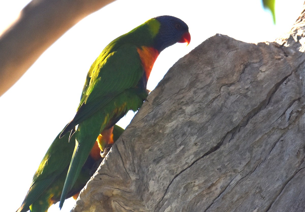 Rainbow Lorikeet - Mark Tarnawski