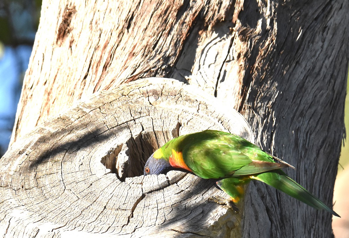 Rainbow Lorikeet - Mark Tarnawski