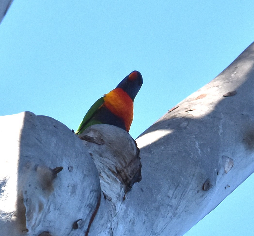 Rainbow Lorikeet - ML619610496