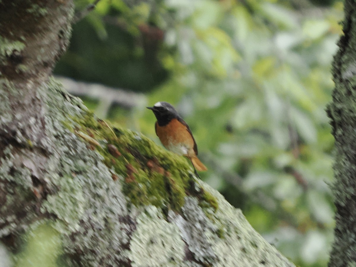 Common Redstart - michael Beer