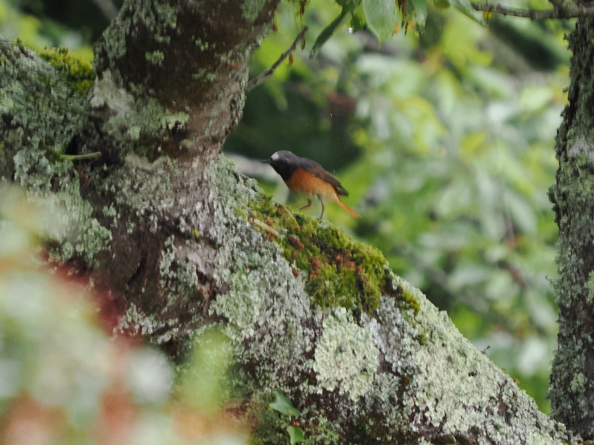 Common Redstart - michael Beer