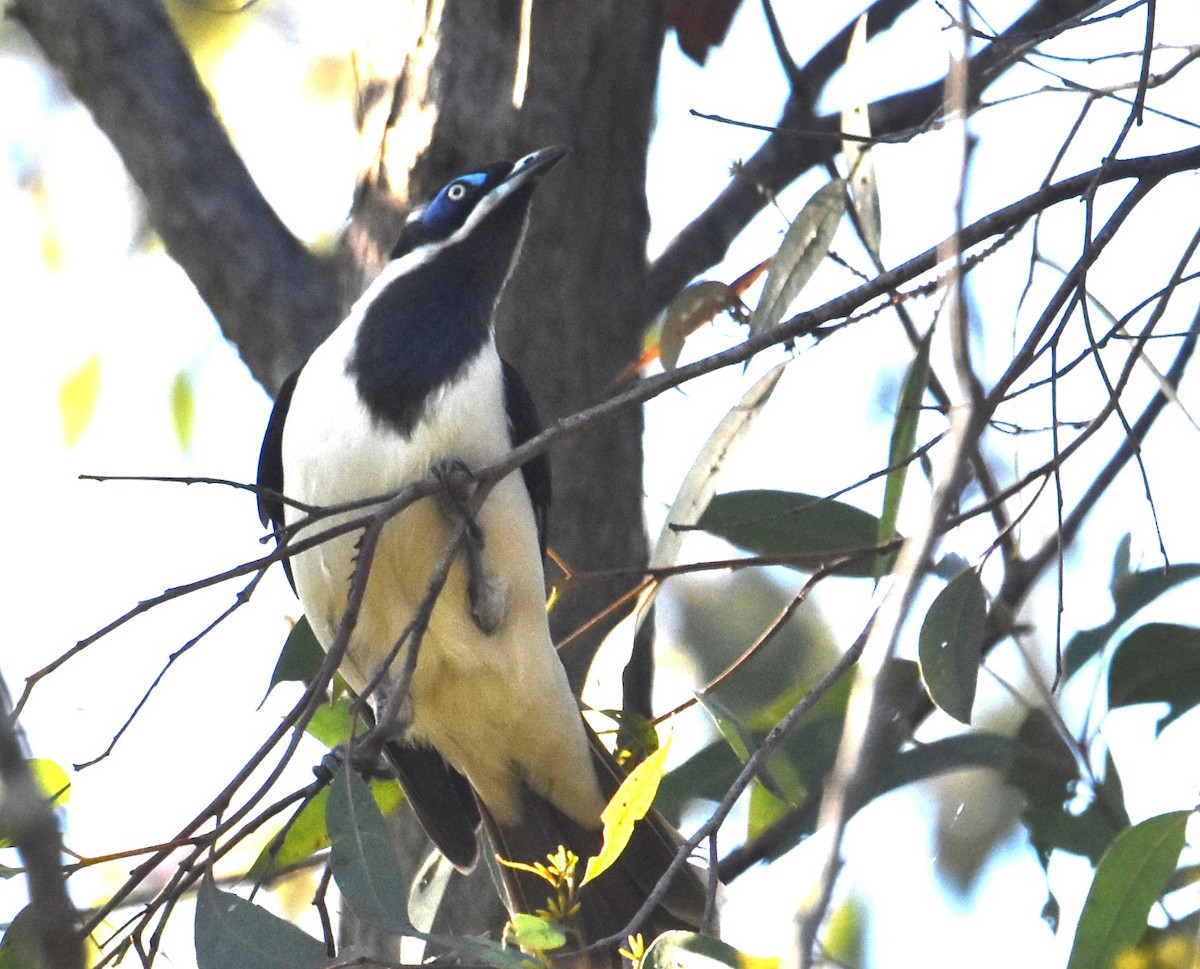 Blue-faced Honeyeater - Mark Tarnawski