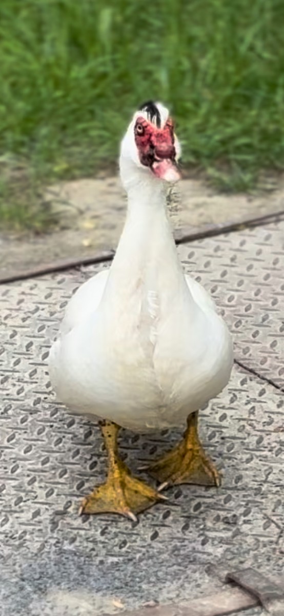 Muscovy Duck (Domestic type) - Jakub Duda